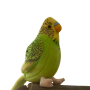Плюшен Вълнист папагал със звук, зелен, 11 см