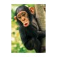 Animal Planet пъзел 100 части - Бебе Шимпанзе